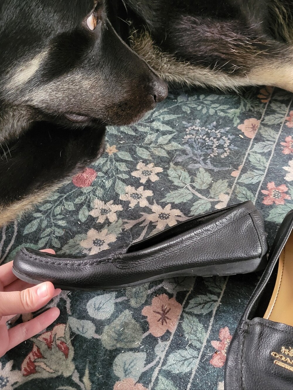 Coach Loafers - Picture 5 of 6
